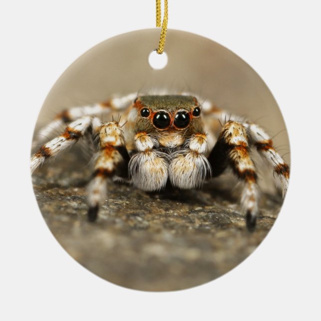 Tarantula Jumping Bird Spider awesome accessories Ceramic Ornament (Front)