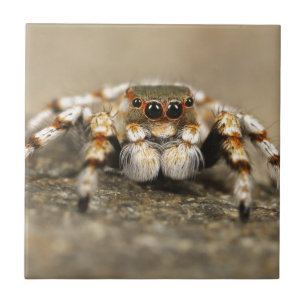 Tarantula Jumping Bird Spider awesome accessories Ceramic Tile