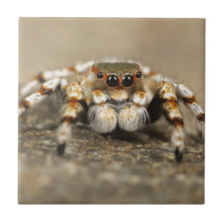 Tarantula Jumping Bird Spider awesome accessories Ceramic Tile