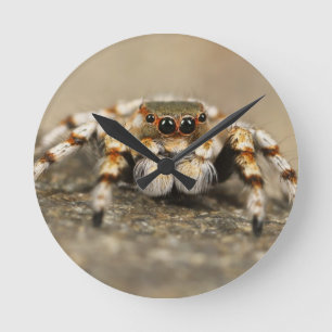 Tarantula Jumping Bird Spider awesome accessories Round Clock