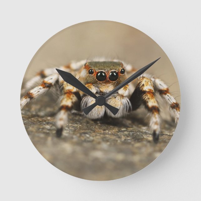 Tarantula Jumping Bird Spider awesome accessories Round Clock (Front)