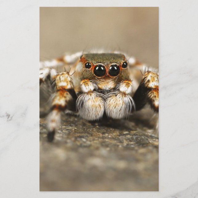 Tarantula Jumping Bird Spider awesome accessories Stationery (Front)