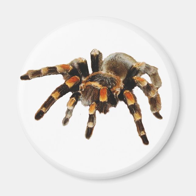 Tarantula Magnet (Front)