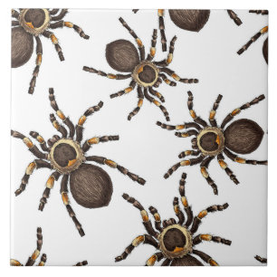 Tarantula on white ceramic tile