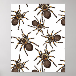 Tarantula on white poster