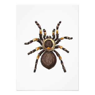 Tarantula Photo Print