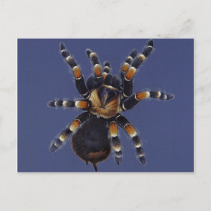 Tarantula Portrait Postcard