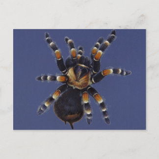 Tarantula Portrait Postcard