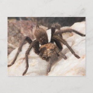 Tarantula Postcard