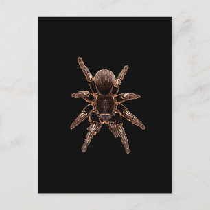 Tarantula Postcard