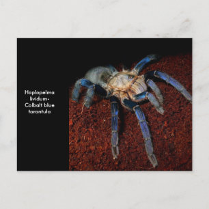 Tarantula Postcard
