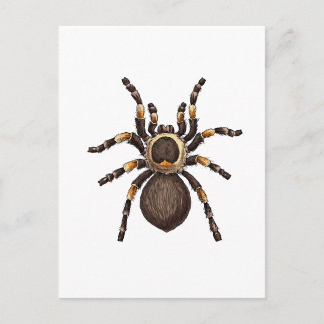 Tarantula Postcard (Front)