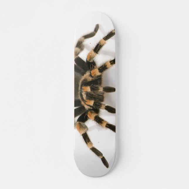 Tarantula Skateboard (Front)