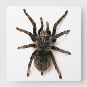 Tarantula Spider Wall Clock