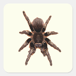 Tarantula Square Sticker