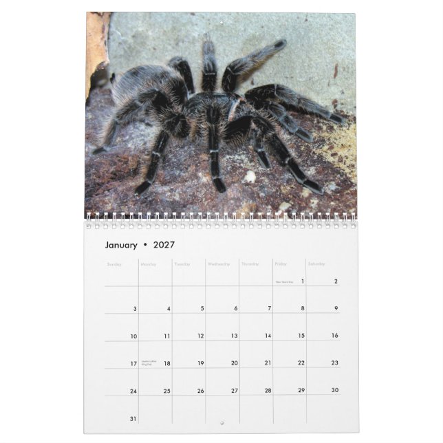 Tarantulas Wall Calendar (Jan 2027)