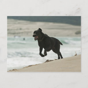 Tarifa, Cadiz, Andalusia, Spain Postcard