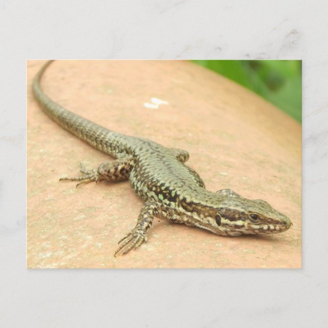 Tarjeta Postal  Lagartija Postcard (Front)