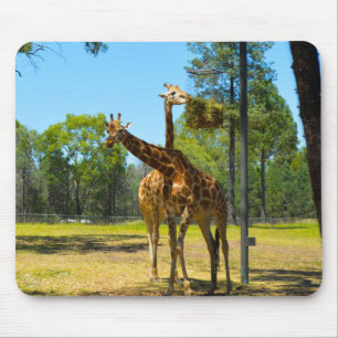 Taronga Western Plains Zoo Dubbo - Giraffes Mouse Pad
