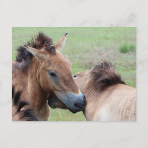 Tarpans Postcard