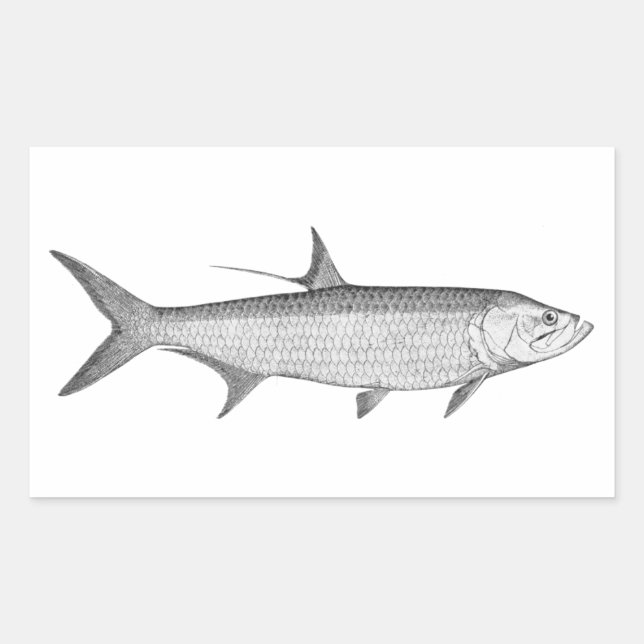 Tarpon  Logo  (line art) Rectangular Sticker (Front)