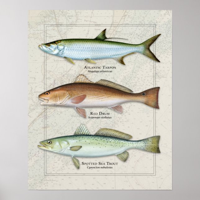 Tarpon, Red Drum, Sea Trout Trio Poster (Front)