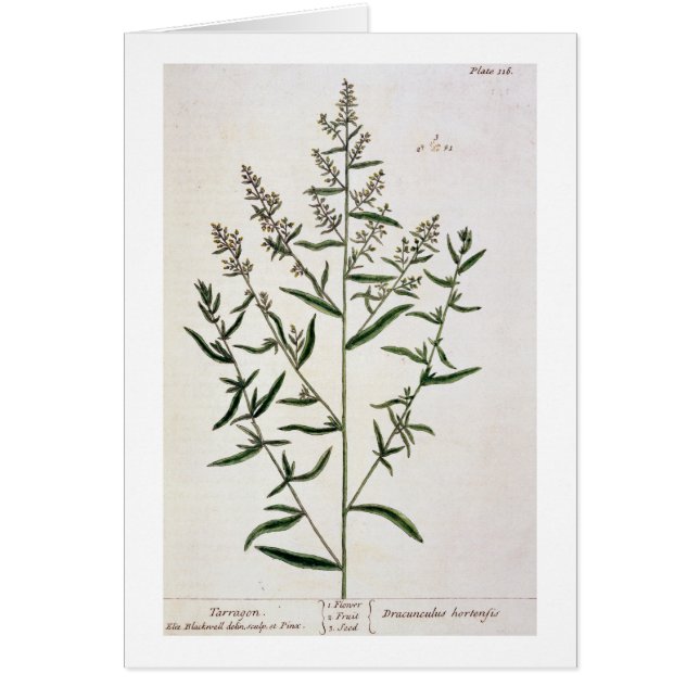Tarragon, plate 116 from 'A Curious Herbal', publi (Front)