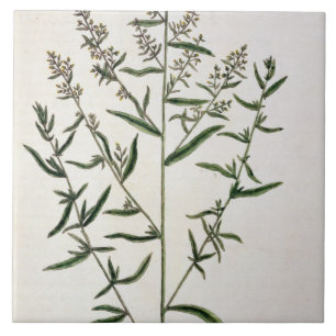 Tarragon, plate 116 from 'A Curious Herbal', publi Ceramic Tile