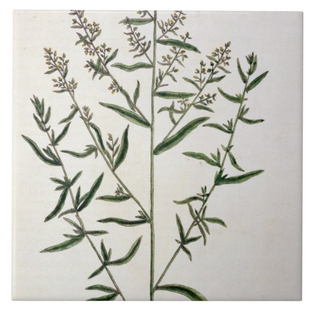 Tarragon, plate 116 from 'A Curious Herbal', publi Ceramic Tile (Front)