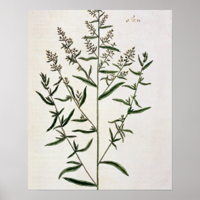 Tarragon, plate 116 from 'A Curious Herbal', publi Poster (Front)