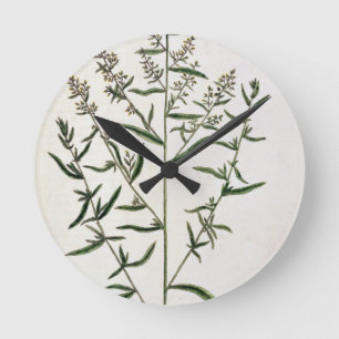 Tarragon, plate 116 from 'A Curious Herbal', publi Round Clock