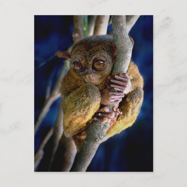 Tarsier Postcard (Front)