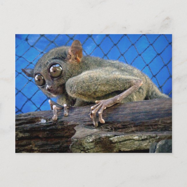 Tarsier Postcard (Front)
