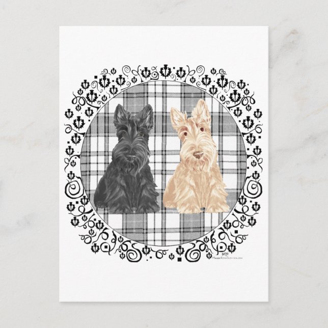 Tartan Scotties Postcard (Front)