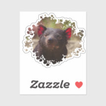 Tasmanian Devil