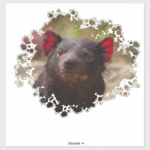 Tasmanian Devil