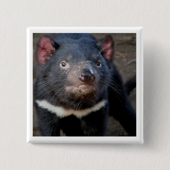 Tasmanian Devil 15 Cm Square Badge (Front)