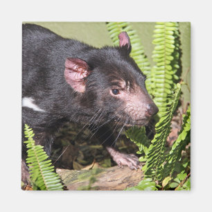 Tasmanian Devil, Australia Magnet