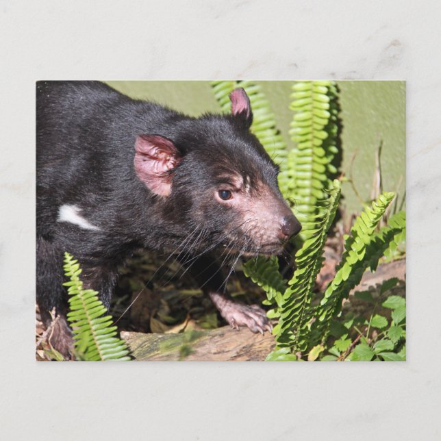 Tasmanian Devil, Australia Postcard (Front)