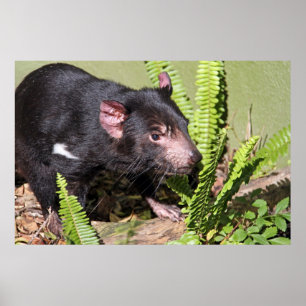 Tasmanian Devil, Australia Poster