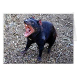 Tasmanian Devil Displaying His Vicious Yawn