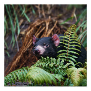 Tasmanian Devil Encounter Poster