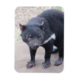 Tasmanian Devil Flexible Magnet