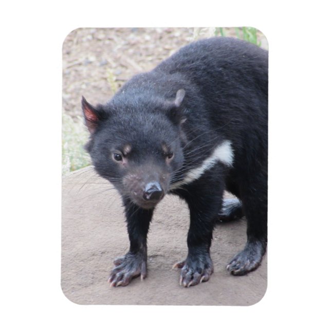 Tasmanian Devil Flexible Magnet (Vertical)