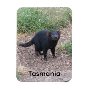 Tasmanian Devil Flexible Magnet