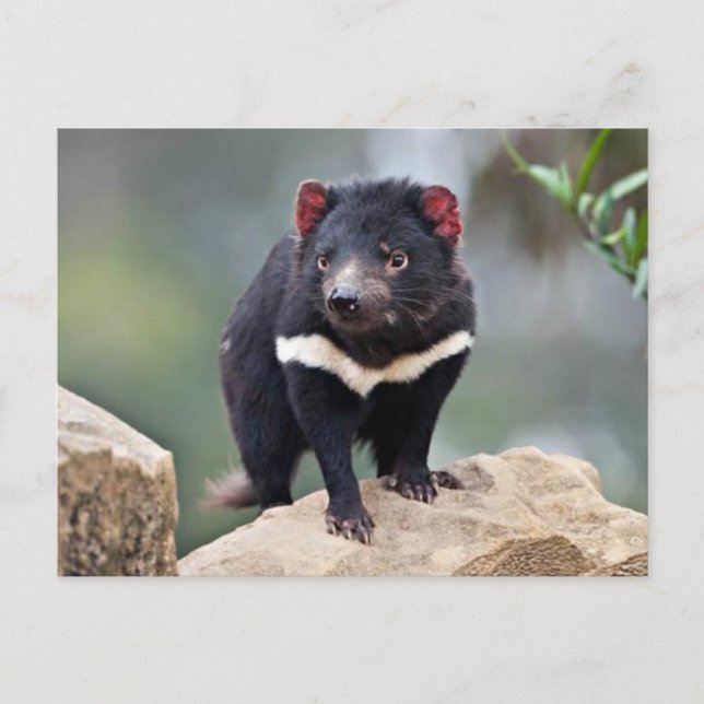Tasmanian Devil  Holiday Postcard (Front)