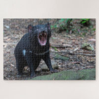 Tasmanian Devil in Tasmania Australia, 1014 pieces