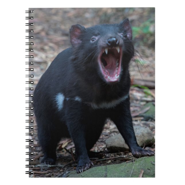 Tasmanian Devil Notebook (Front)