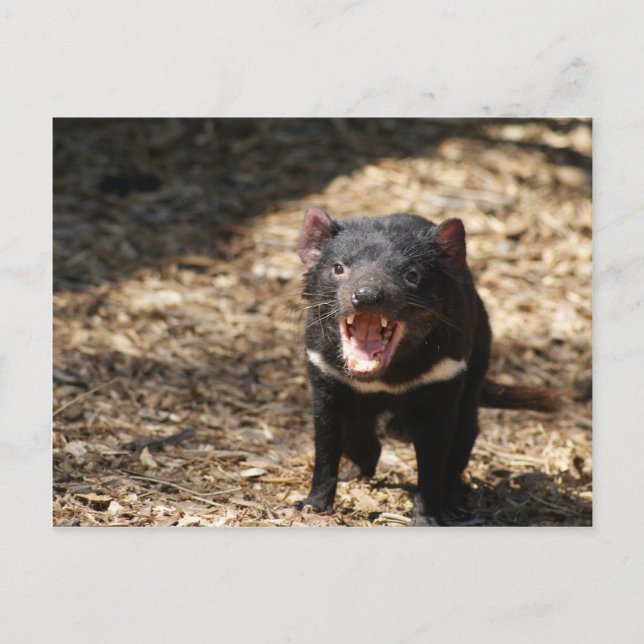 Tasmanian Devil Postcard (Front)