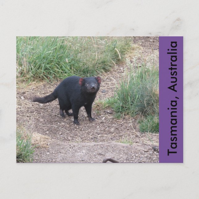 Tasmanian Devil Postcard (Front)